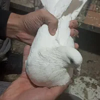 کفتر دم چتری جوجو|پرنده|طبس, |دیوار