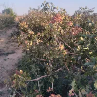 6 ساعت آب قنات همراه با زمین پسته