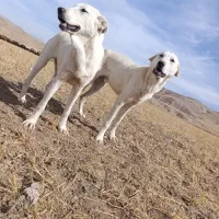 واگزاری سگ نر سرابی 7ماهه|سگ|مهربان, |دیوار