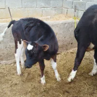 دوعدد گاو گوساله
