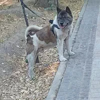اکیتا امریکن