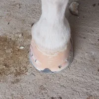 نعلبندی|اسب و تجهیزات اسب‌سواری|اصفهان, رزمندگان|دیوار