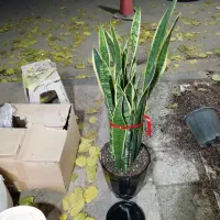 گلدان با برگ بلند