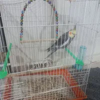 عروس هلندی