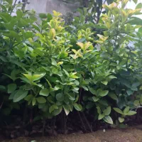 شمشاد|گل و گیاه طبیعی|چابکسر, |دیوار