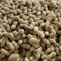 بادام زمینی باغلا ف درجه یک