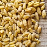 گندم آبی پیشگام