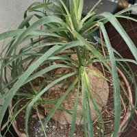 انواع بنسای یوکا و ...|گل و گیاه طبیعی|کرج, بنیاد|دیوار