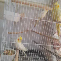 سه عدد عروس هلندی