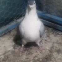 دو عدد نر واز