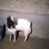 کره نر|حیوانات مزرعه|شهرضا, |دیوار