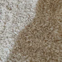 برنج|خوردنی و آشامیدنی|محمدیه-قزوین, |دیوار