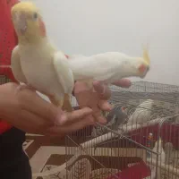 6 عدد عروس هلندی بالغ تخم گذار دستی