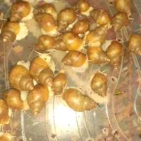 حلزون|خزنده|بهار, |دیوار