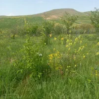 باغ-دراهر
