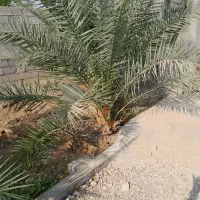 نخل قصب خنیزی خاصویی