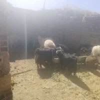 بزغاله نر وبره نر|حیوانات مزرعه|سده (خراسان جنوبی), |دیوار