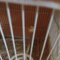 قناری موزائیکی و ردفاکتور|پرنده|مشهد, حسین‌آباد|دیوار