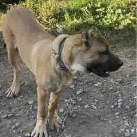 سگ سرابی گمشده یابنده مژدگانی ۲۰ میلیونی|حیوانات|مراغه, |دیوار