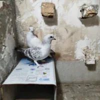 کبوتر سبز شامی