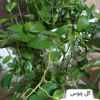 گل آپارتمان طبیعی|گل و گیاه طبیعی|پردیس, فاز ۴|دیوار