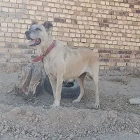 واگذاری ماده سرابی|سگ|اراک, |دیوار