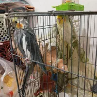 عروس و مرغ عشق|پرنده|علی‌آباد کتول, |دیوار