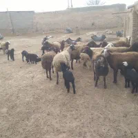 ۲۴۰۰۰۰۰۰|حیوانات مزرعه|پیشخور, |دیوار