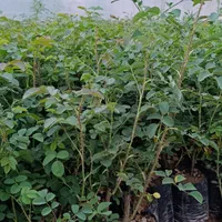 فروش نهال گل محمدی گلدون کاشان اردهال حسنارود|خدمات باغبانی و درختکاری|کاشان, استرک|دیوار