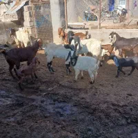 بز جنس|حیوانات مزرعه|نصر آباد, |دیوار