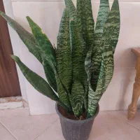 گل‌های زیبای آپارتمانی