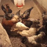 مرغ و خروس پرپا کاکلی|حیوانات مزرعه|تربتحیدریه, میدان مرکزی|دیوار