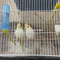 عروس هلندی دستی