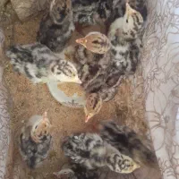 بقلمون باجوجه هاش
