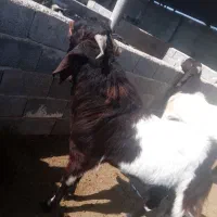 پازن گلابی ۲ ساله|حیوانات مزرعه|سیدان, |دیوار