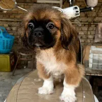 سگ خانگی پیکینیز امپریال