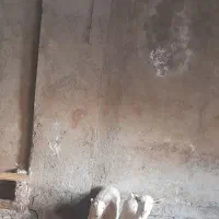 بزوبزغاله سانن|حیوانات مزرعه|قزوین, |دیوار