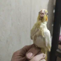 جوجه عروس هلندی رام دستی سرلاکی|پرنده|شریف‌آباد, |دیوار