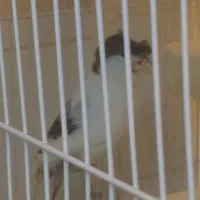 قناری ماده|پرنده|مشهد, حضرت حجت|دیوار