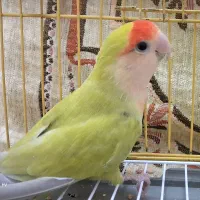 طوطی برزیلی