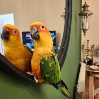 طوطی خورشیدی