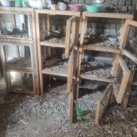 جفتگاه چوبی کبوتر