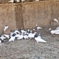 کبوترطوقی