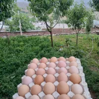 تخمه مرغ محلی روستایی