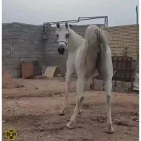 مادیان سه به چهار  میکروچیپ  مدارک تکمیل