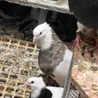 طوقی درجه یک بدونه قلط پاک پاک بهترین نسل|پرنده|فردیس, فردیس|دیوار