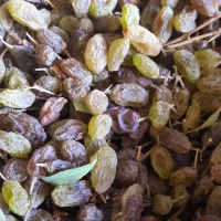 سایه خشک و شیره به شرط تست