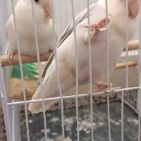 کوتوله برزیلی یاسی