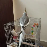 عروس هلندی نر