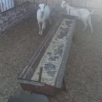 دوعدد بز سانن فروشی|حیوانات مزرعه|سلیمان, |دیوار